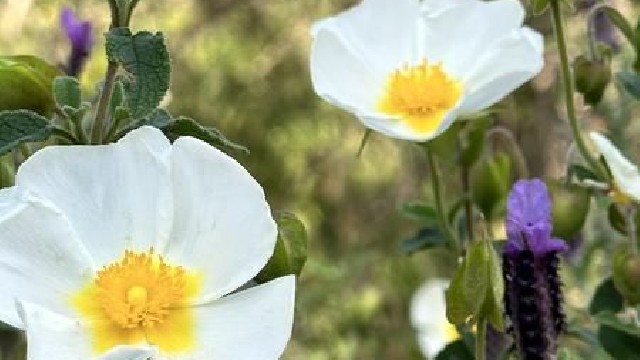 Fête de saison Printania_Rayol-Canadel sur Mer