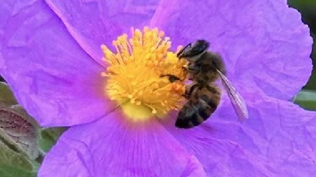Fête de saison Printania_Rayol-Canadel sur Mer
