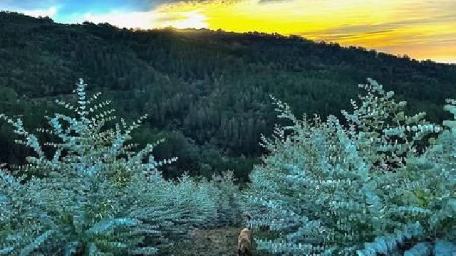 FranceEucaMimosa_Tanneron