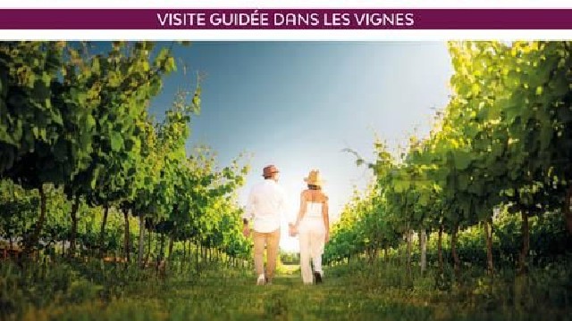 Immersion gourmande : Balade dans les vignes_Sainte-Maxime