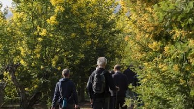 balade guidée Tanneron