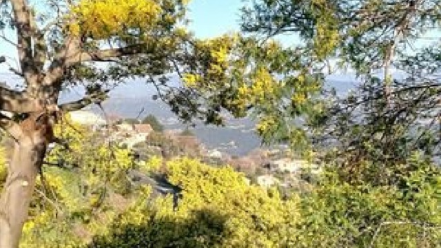 Balade guidée Tanneron