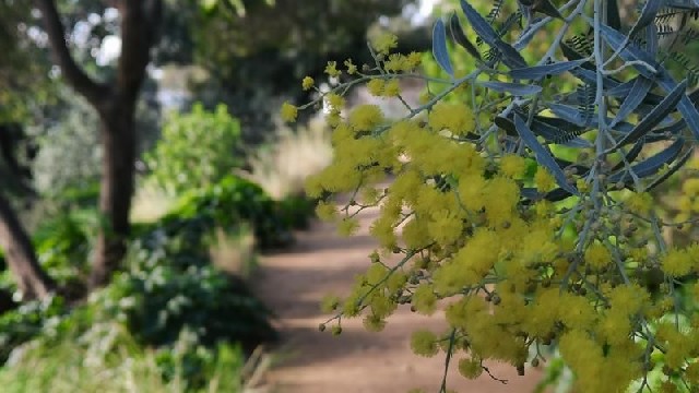 Visite thématique "L'Odyssée des Mimosas"_Rayol-Canadel Sur Mer
