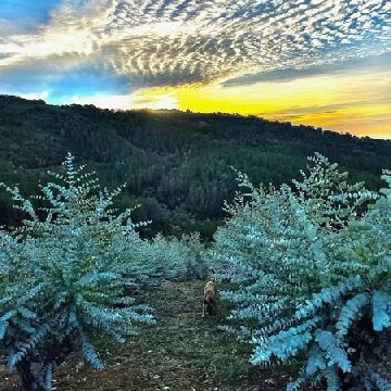 FranceEucaMimosa_Tanneron