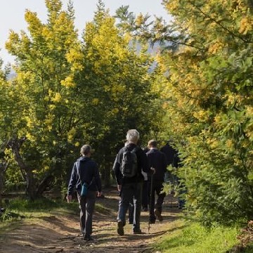 balade guidée Tanneron