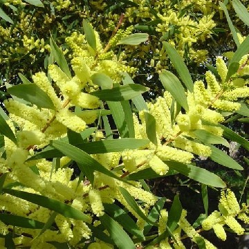 Pépinière Cavatore